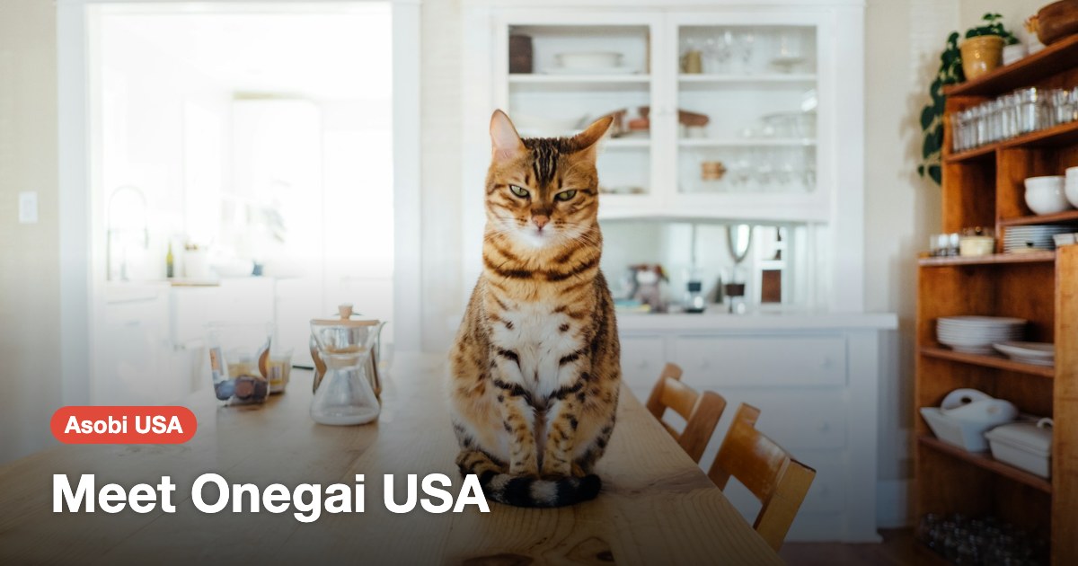 A cat sitting on a kitchen table. Meet Onegai USA