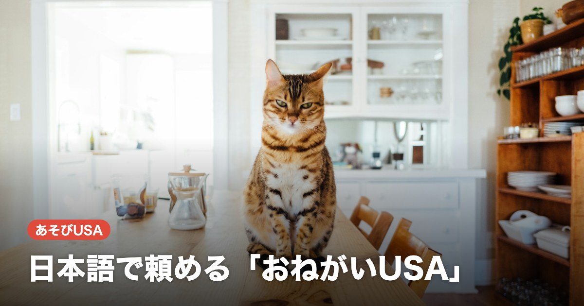 キッチンのテーブルに座る猫。日本語で頼める「おねがいUSA」